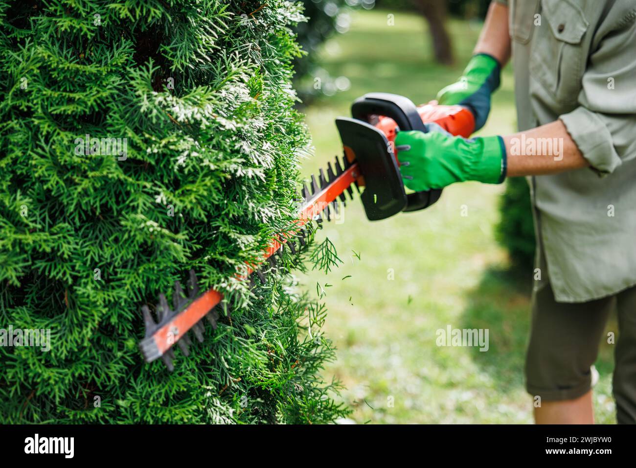 Jardinier utilise un taille-haie sans fil pour tailler les arbustes thuya envahis par la végétation dans le jardin. Coupe régulière des buissons à l'arrière-cour Banque D'Images