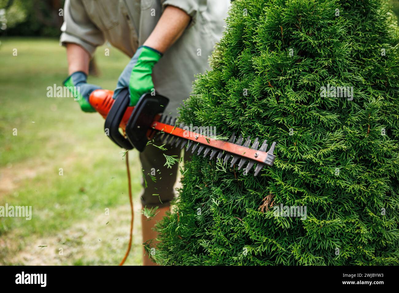 Coupe régulière des buissons à l'arrière-cour. Femme jardinière utilise le taille-haie électrique pour couper l'arbuste thuya dans le jardin Banque D'Images