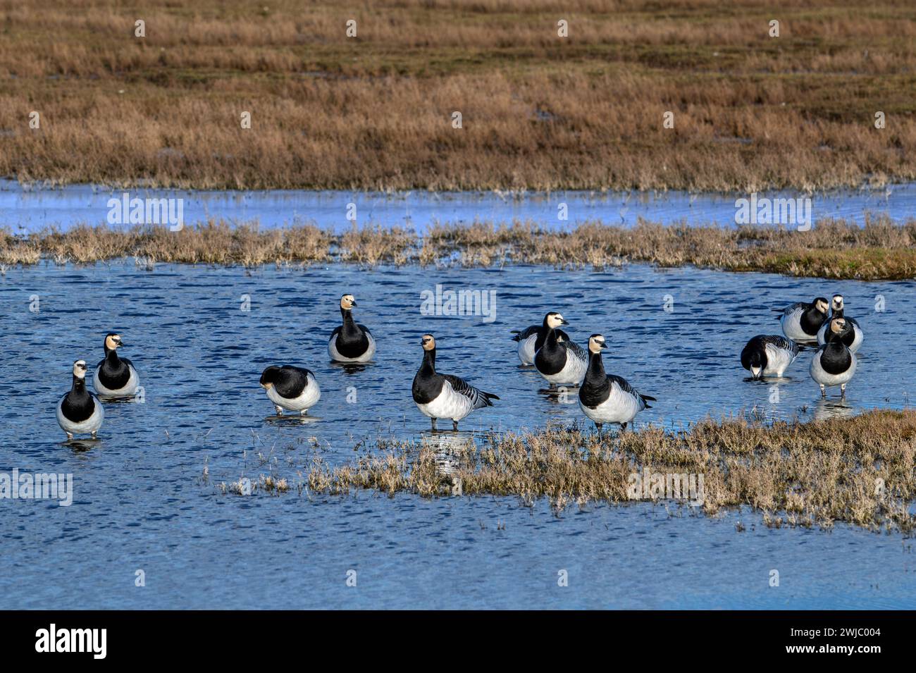 Troupeau d'oies de bernacle (Branta leucopsis) reposant dans une zone humide en hiver, Schouwen-Duiveland, Zélande, pays-Bas Banque D'Images