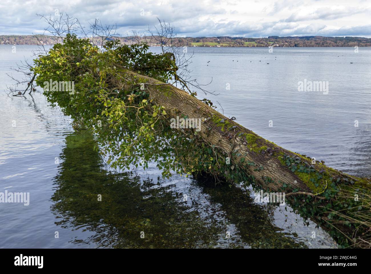 Un tronc d'arbre tombé couvert de lierre repose dans l'eau d'un lac Banque D'Images