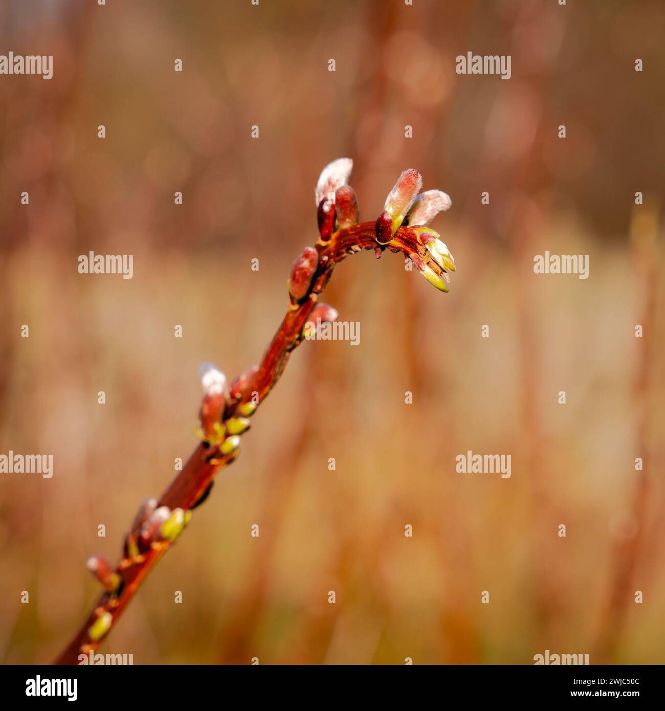 Spring Willow Farm Orchard dans le Northumberland Banque D'Images