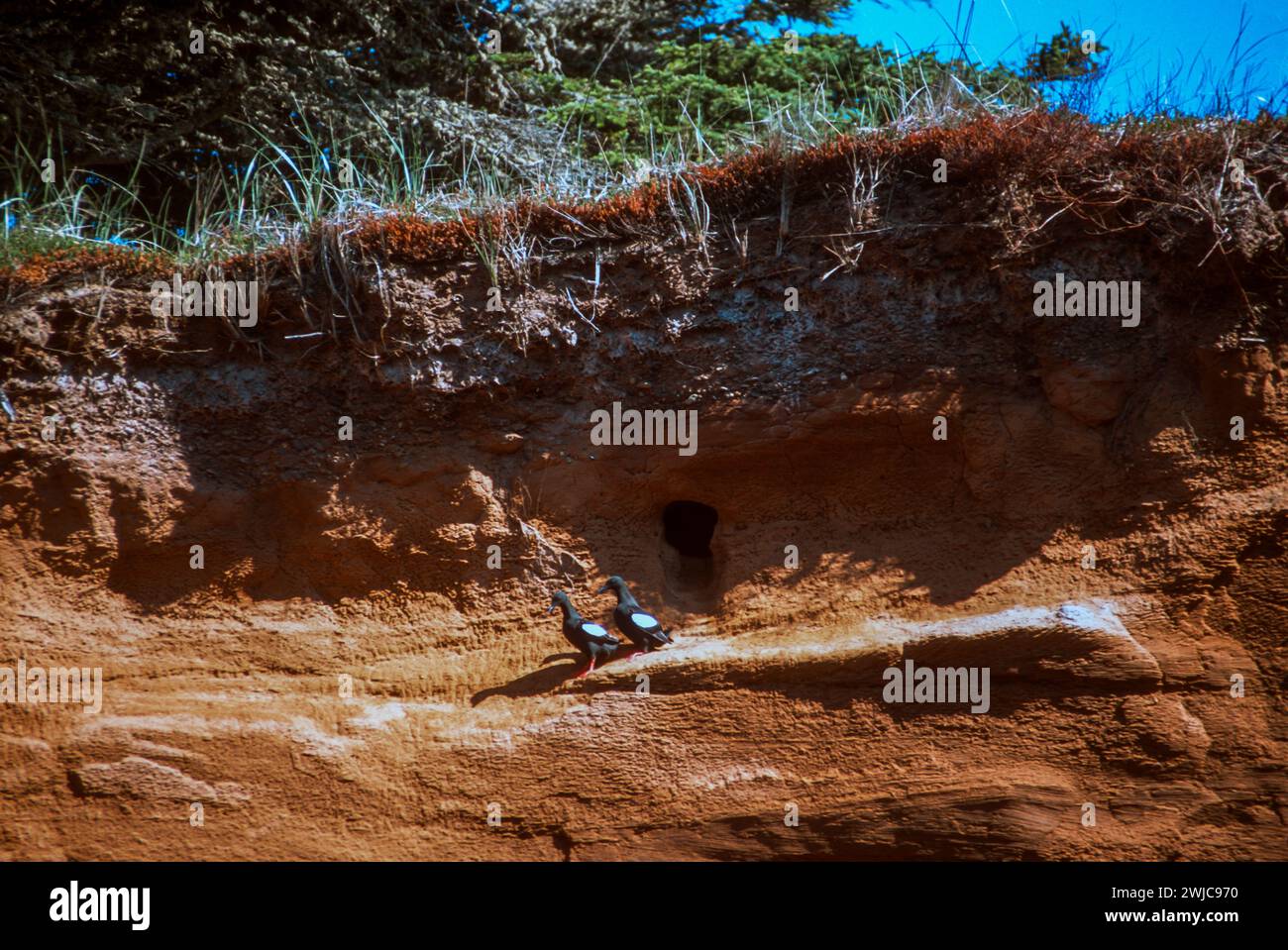 Falaises de grès le long de la rive du Cap aux meules aux Îles-de-la-Madeleine, Isles du Madeleine dans le golfe du Saint-Laurent, Québec, Canada Banque D'Images