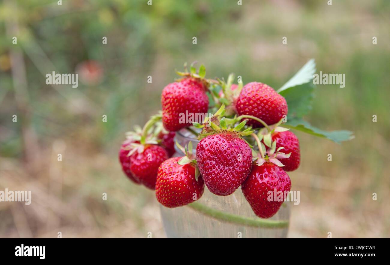 branches fraîchement cueillies de jeunes fraises closeup sur fond naturel Banque D'Images