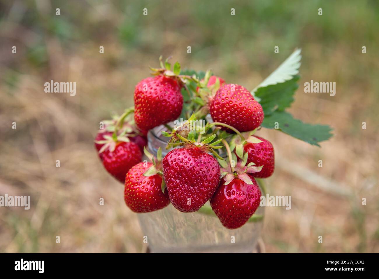 branches fraîchement cueillies de jeunes fraises closeup sur fond naturel Banque D'Images