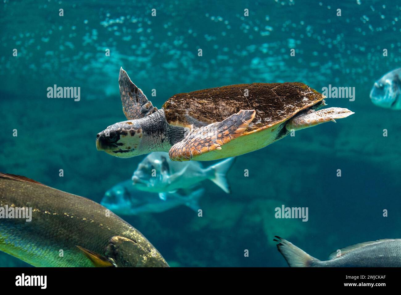 Vue de tortue de mer nageant avec des poissons dans l'aquarium de mer. Banque D'Images