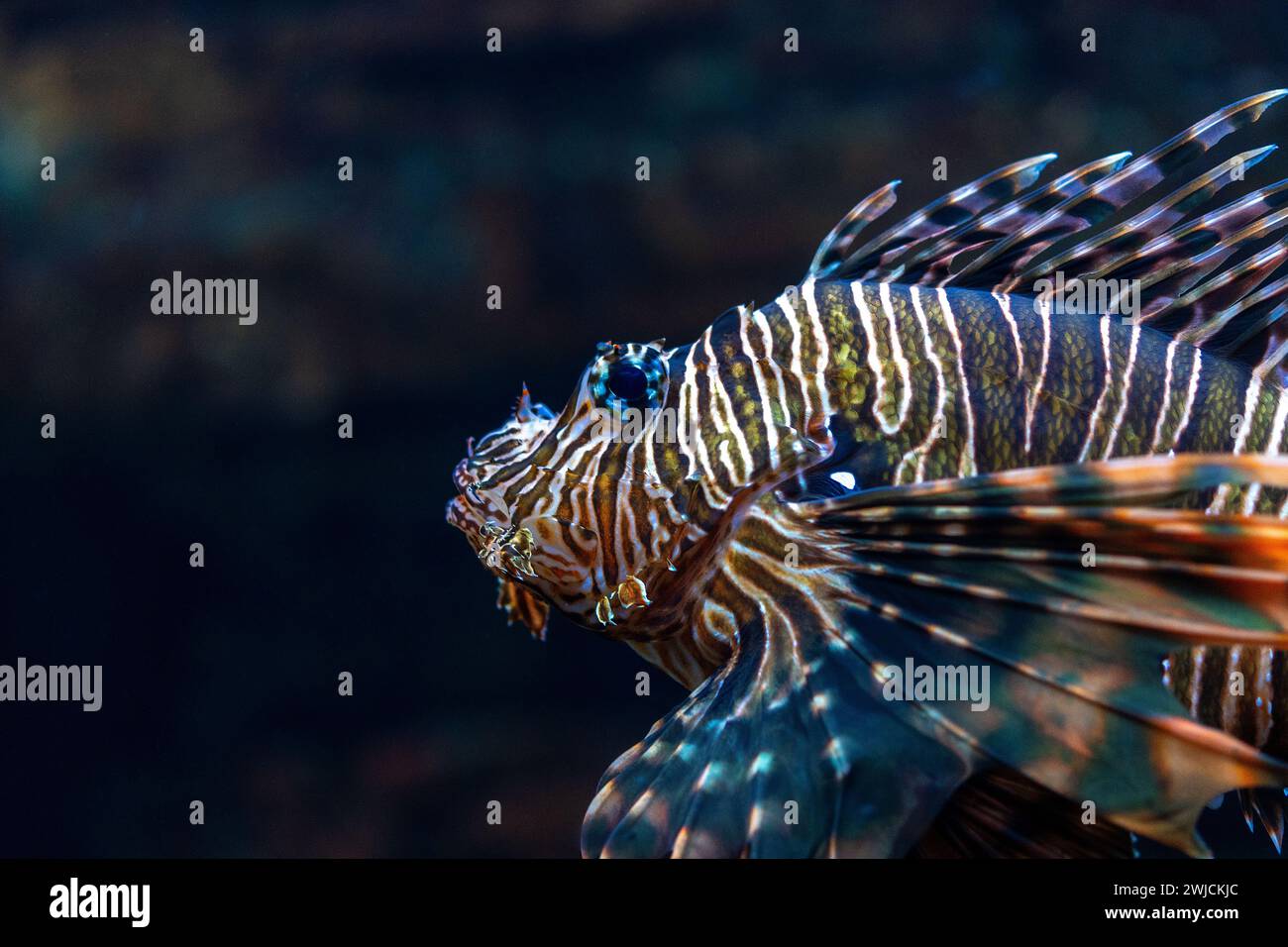 La luciole du diable gros plan photo dans l'aquarium. Banque D'Images
