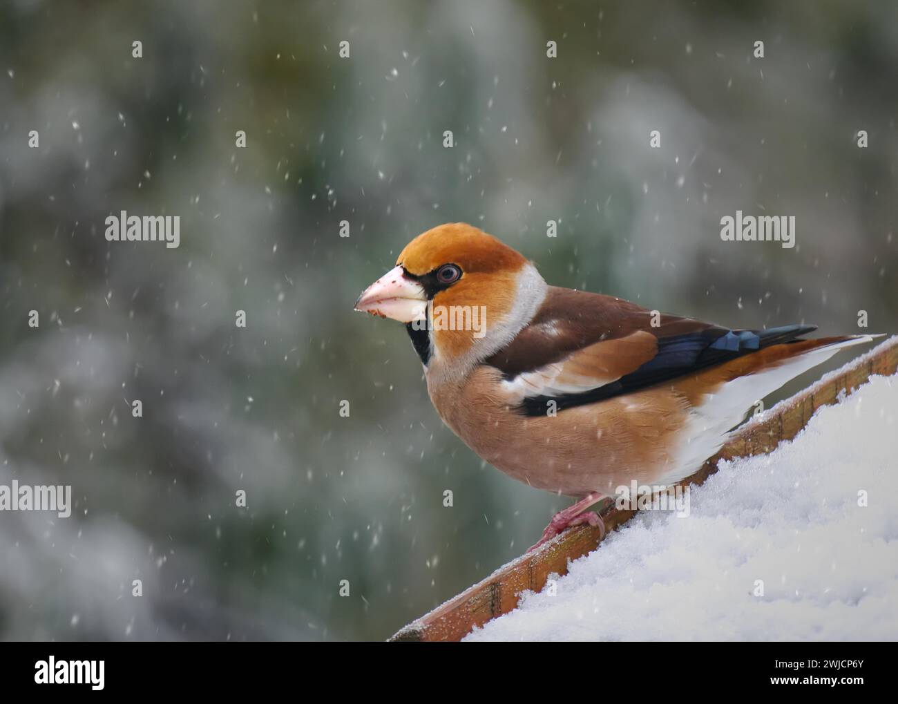 Hawfinch (Coccothraustes coccothraustes) assis sur le toit d'un nichoir dans la neige, Rhénanie-Palatinat, Allemagne Banque D'Images
