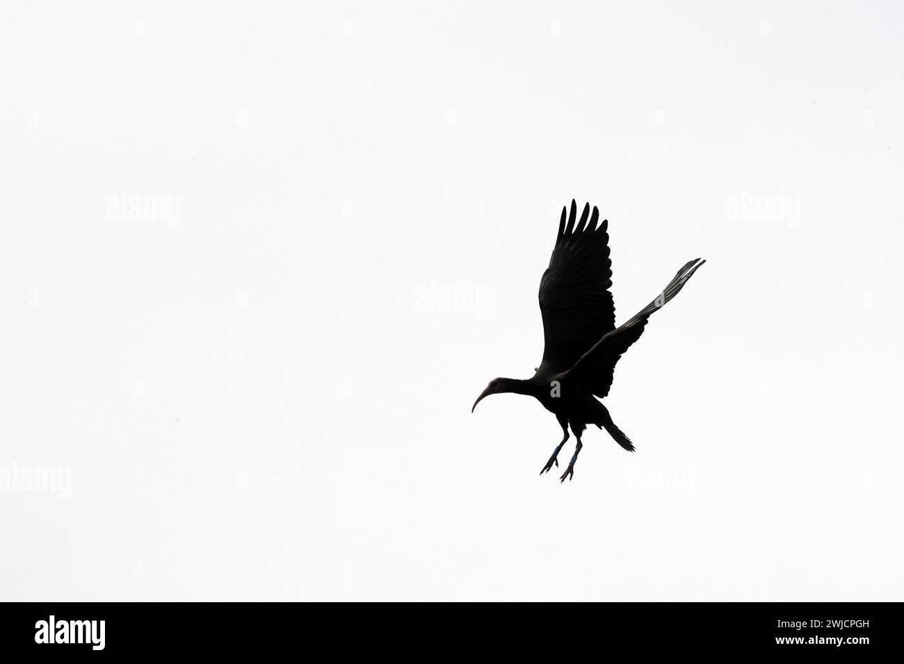 Ibis chauve du Nord (Geronticus eremita), silhouette, oiseau adulte approchant, Burghausen, haute-Bavière, Bavière, Allemagne Banque D'Images
