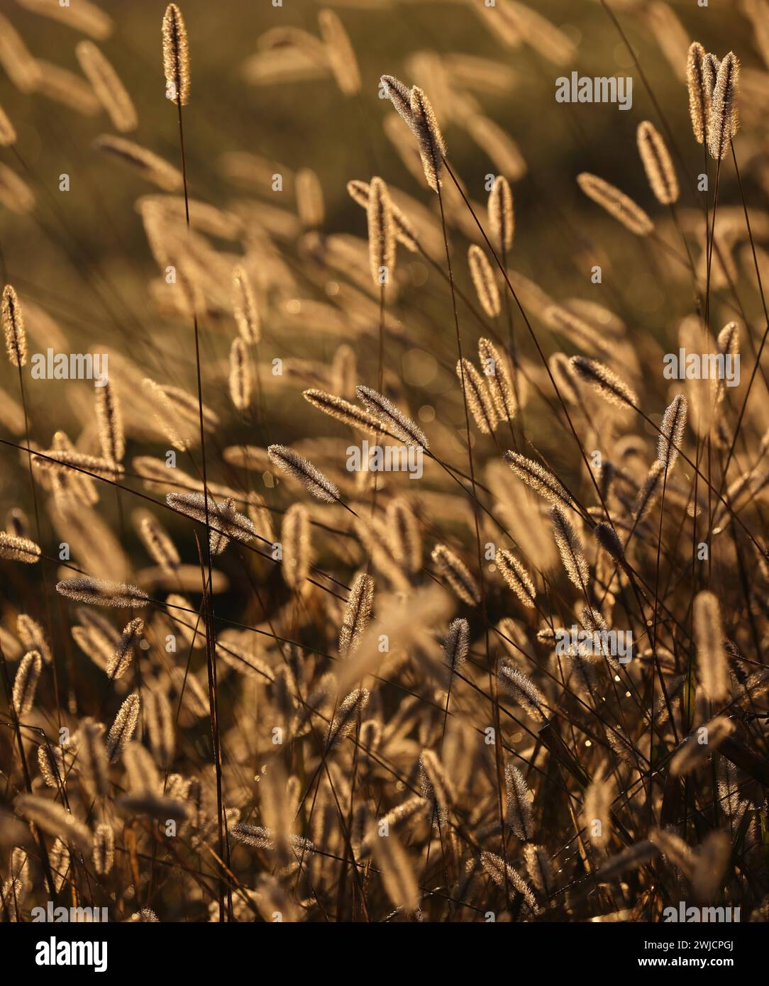 Fleurs d'herbe brillent dans la lumière dorée du matin, haute-Bavière, Bavière, Allemagne Banque D'Images