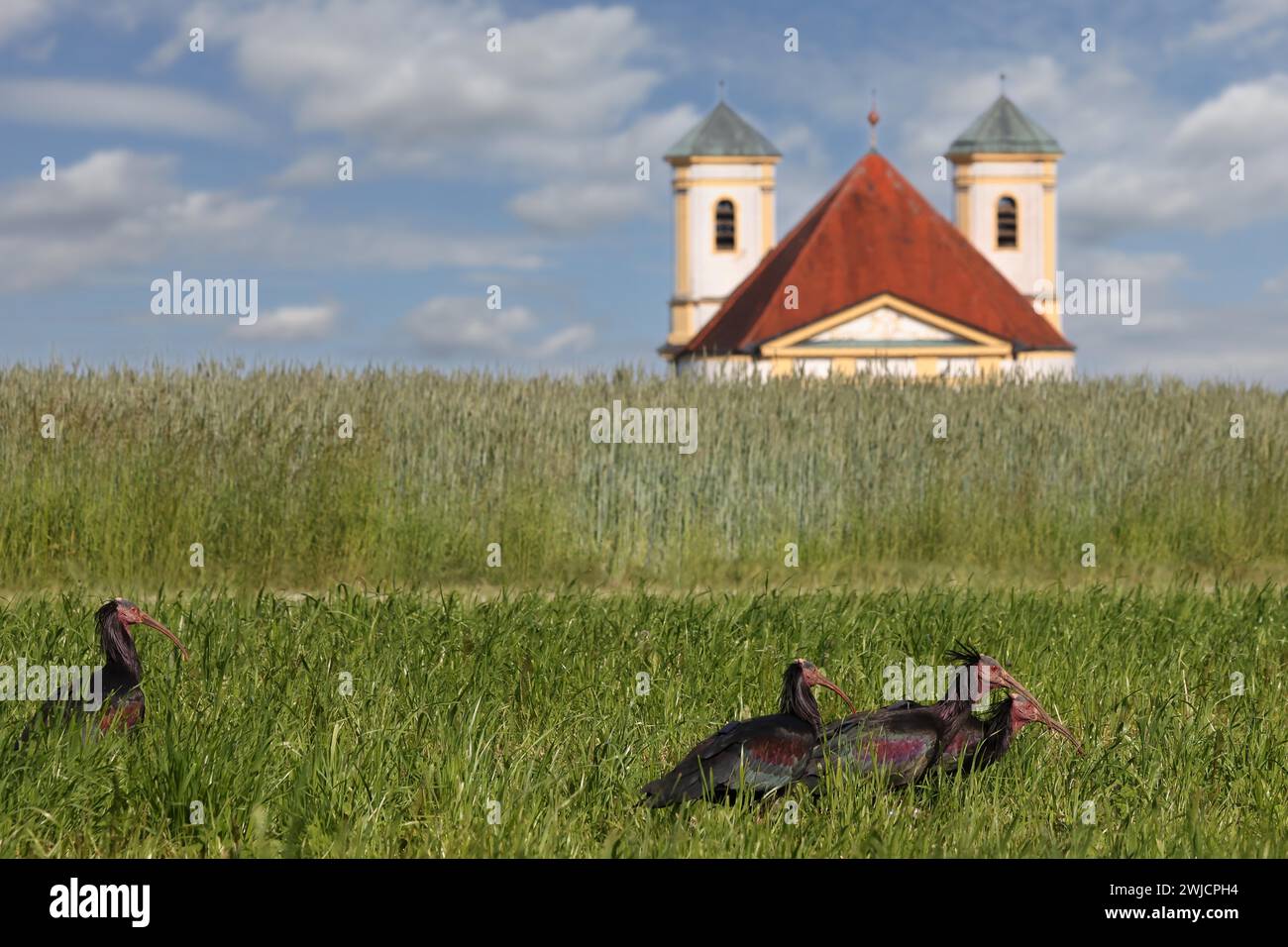Ibis chauve du Nord (Geronticus eremita), quatre oiseaux adultes se nourrissant dans un pré, en arrière-plan l'église de pèlerinage Marienberg, Burghausen, Haut Banque D'Images