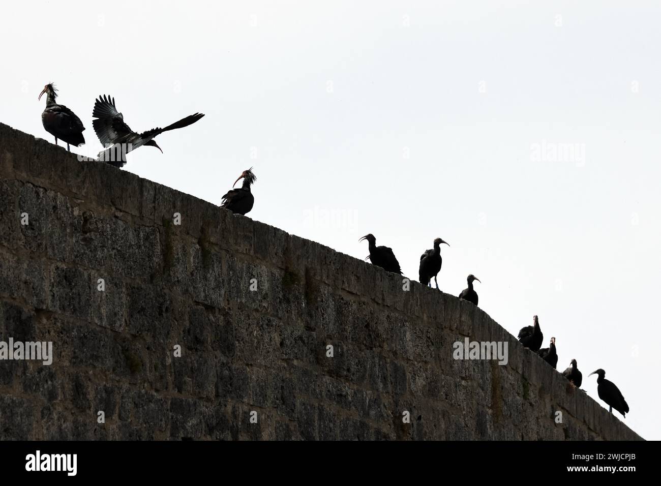 Ibis chauve du Nord (Geronticus eremita), jeunes oiseaux et oiseaux adultes assis sur un mur de château, Burghausen, haute-Bavière, Bavière, Allemagne Banque D'Images