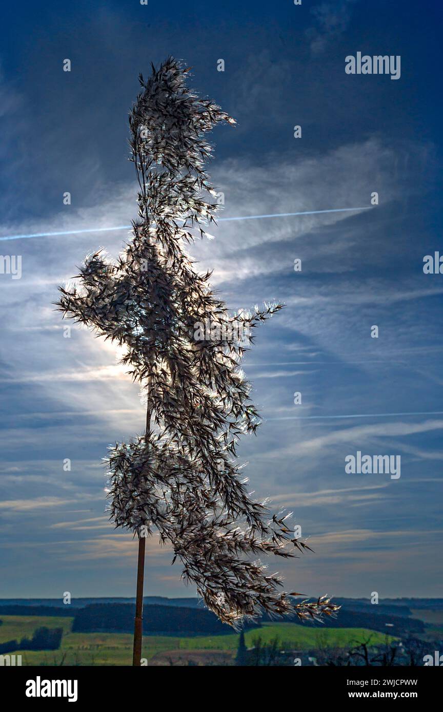 Roseau commun (Phragmites australis) rétroéclairé, Bavière, Allemagne Banque D'Images