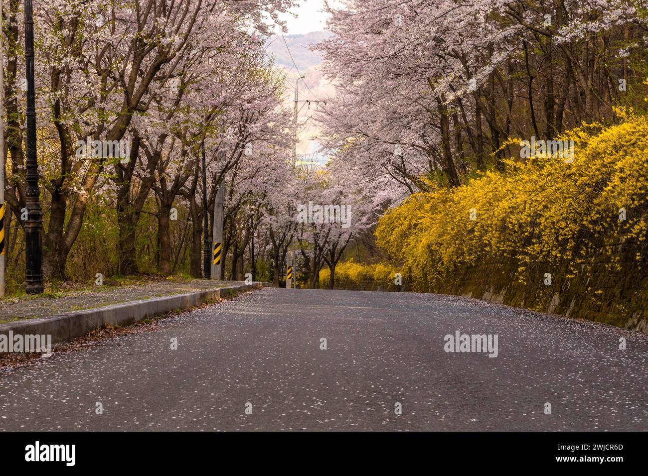 Rue pavée avec trottoir bordé de cerisiers en fleurs et de buissons avec des fleurs jaunes en Corée du Sud Banque D'Images