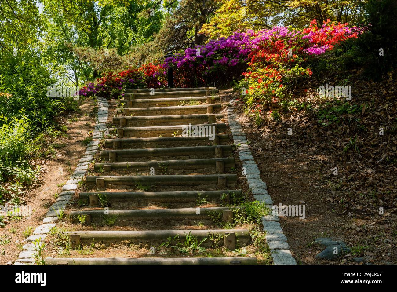 Escalier en bois dans un parc ombragé menant à des arbustes d'azalée colorés avec un feuillage vert luxuriant en arrière-plan en Corée du Sud Banque D'Images