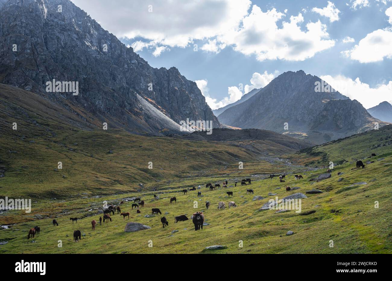 Vaches dans une vallée de montagne dans les montagnes de Tien Shan, près d'Altyn Arashan, Kirghizistan, Asie Banque D'Images