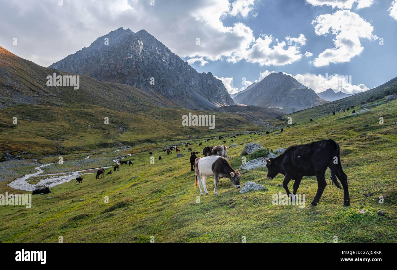 Vaches dans une vallée de montagne dans les montagnes de Tien Shan, près d'Altyn Arashan, Kirghizistan Banque D'Images