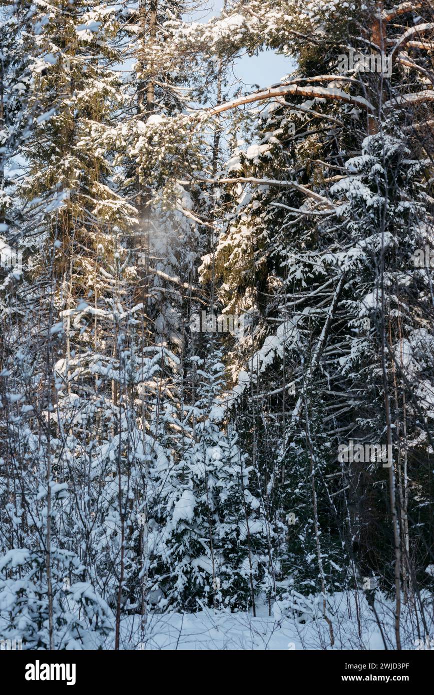 Paysage. Forêt d'hiver par une journée ensoleillée glaciale. Les arbres sont recouverts d'une épaisse couche de neige. Banque D'Images