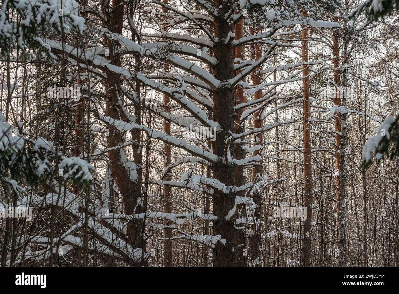 Paysage. Forêt d'hiver sur une soirée ensoleillée glaciale au coucher du soleil. Les arbres sont recouverts d'une épaisse couche de neige. Banque D'Images