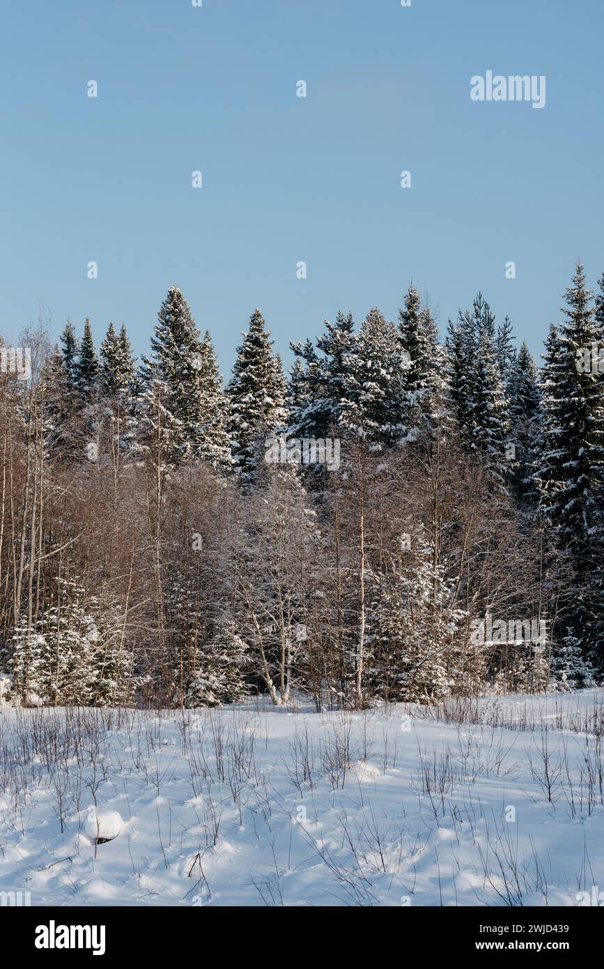 Paysage. Forêt d'hiver par une journée ensoleillée glaciale. Les arbres sont recouverts d'une épaisse couche de neige. Banque D'Images
