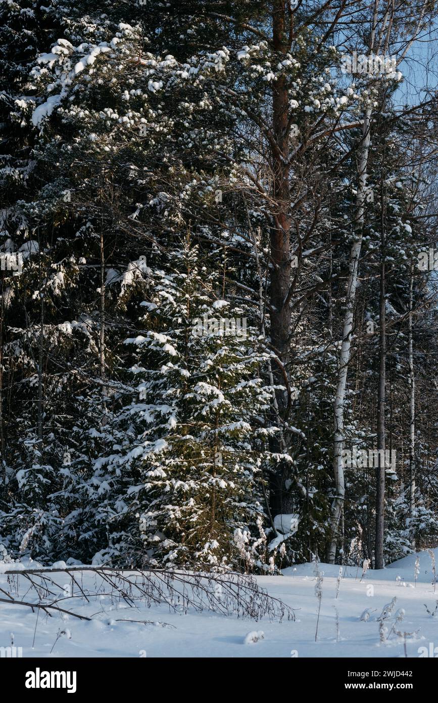 Paysage. Forêt d'hiver par une journée ensoleillée glaciale. Les arbres sont recouverts d'une épaisse couche de neige. Banque D'Images