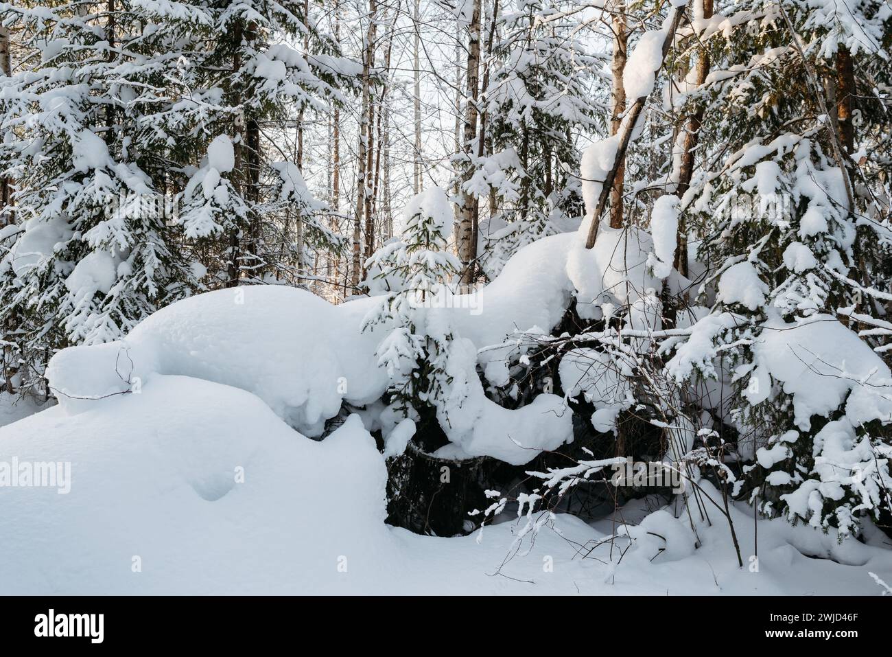 Paysage. L'hiver s'étend sur une journée ensoleillée glaciale. Les arbres sont recouverts d'une épaisse couche de neige. Banque D'Images