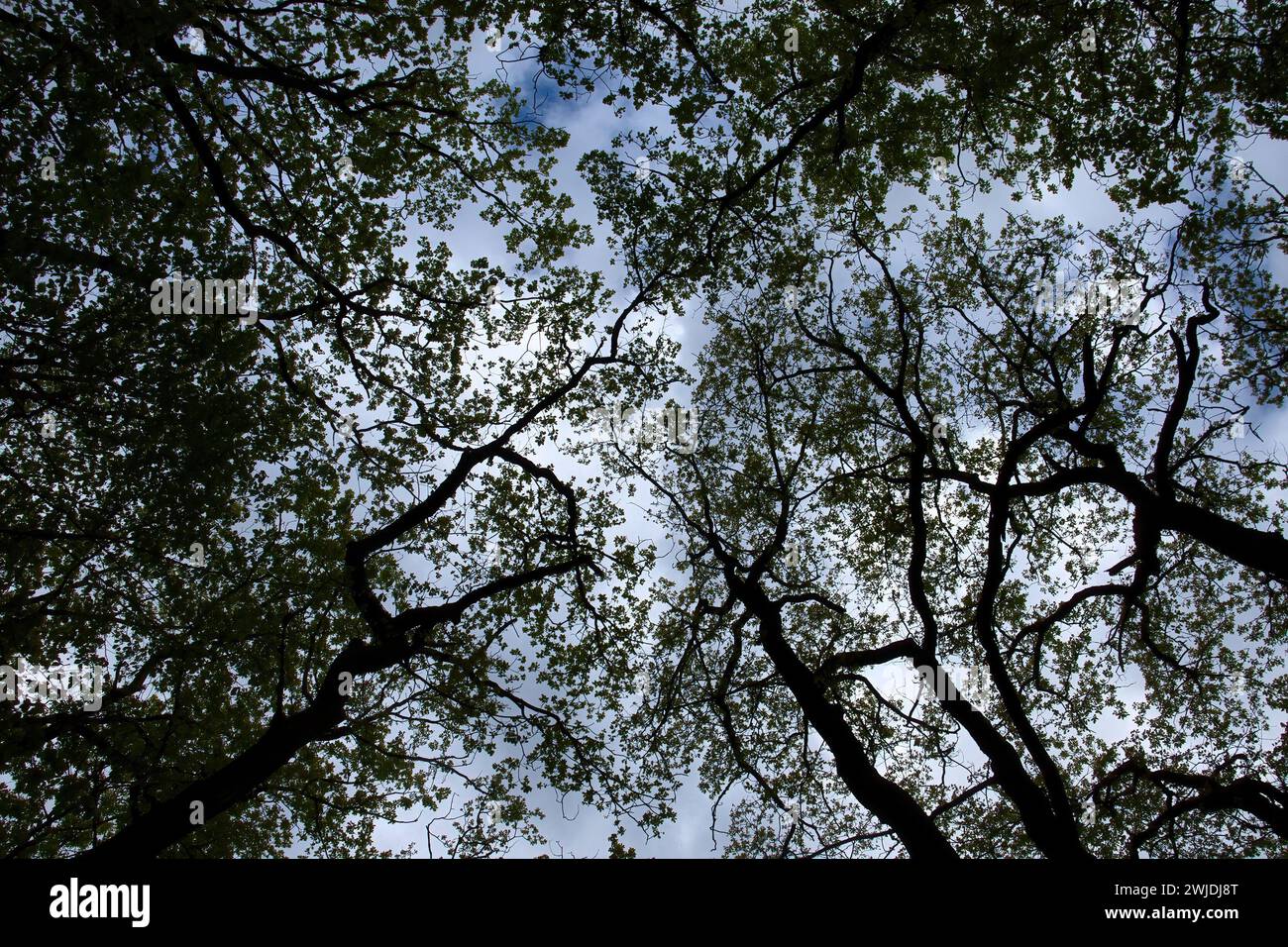 Branches d'arbres et feuilles en silhouette contre un ciel nuageux dans la forêt du Palatinat en Allemagne un jour de printemps. Banque D'Images