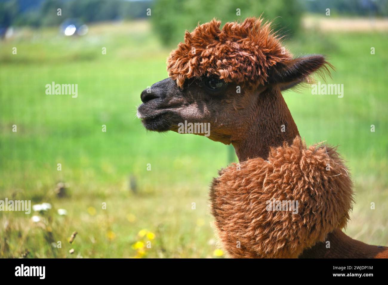Alpaga brun avec un pelage épais et moelleux et une coiffure prononcée se tient dans un champ vert Banque D'Images