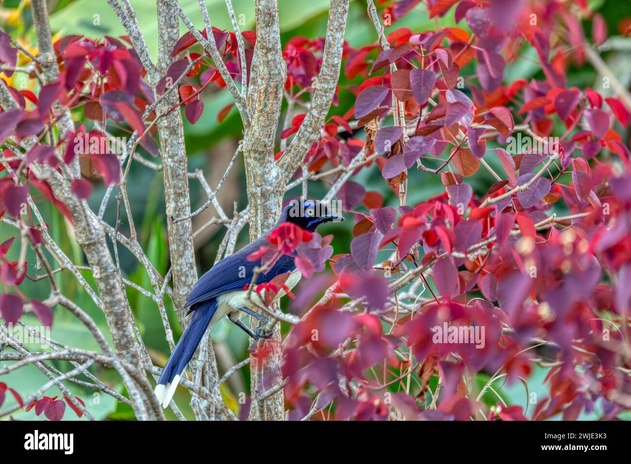 le jay à torse noir (Cyanocorax affinis) est une espèce d'oiseau de la famille des Corvidés. Minca, Sierra Nevada de Santa Marta, Magdalena Department. Wildlif Banque D'Images