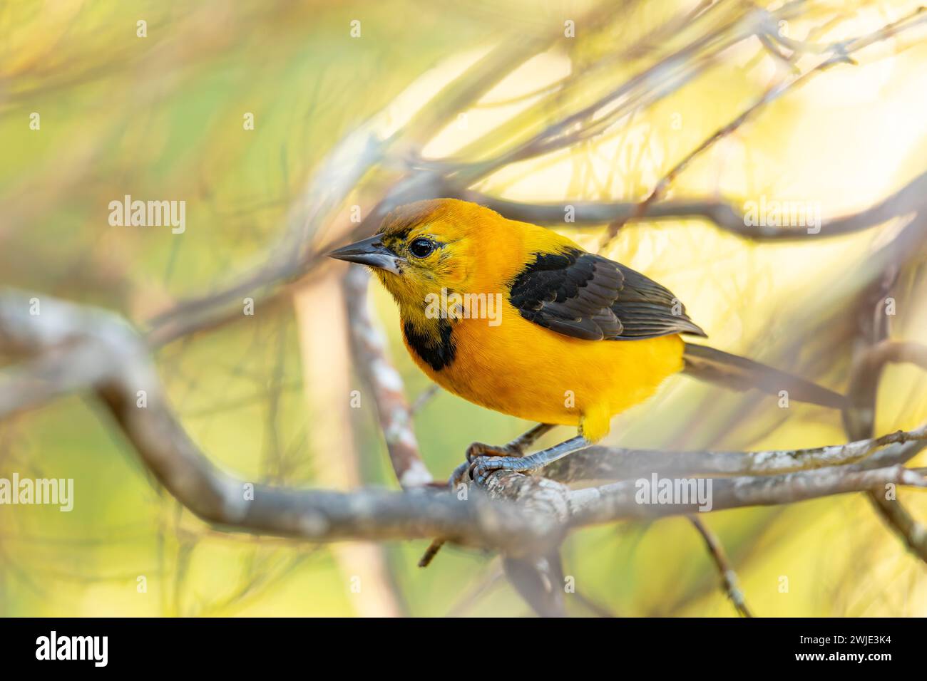 L'oriole jaune (Icterus nigrogularis) est un oiseau passine de la famille des Icteridae. Minca, Sierra Nevada de Santa Marta, Magdalena Department. Faune Banque D'Images