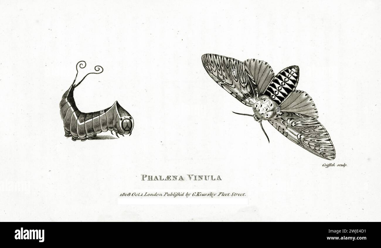 Gravure très détaillée de 1809 du papillon des pousses (Cerura vinula), montrant un papillon adulte avec ailes ouvertes et stade larvaire à gauche, en composition symétrique Banque D'Images
