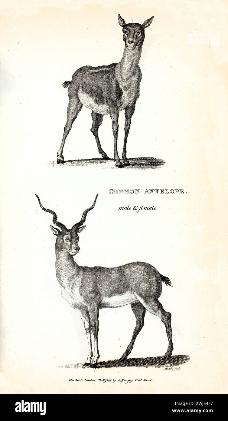 1809 gravure de Common Antelope (Antilope cervicapra), mâle avec des cornes spirales et femelle au-dessus, tous deux sur blanc avec des ombres et des hachures précises Banque D'Images