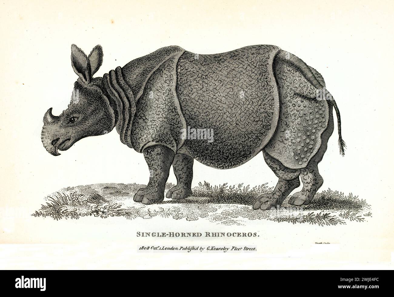 Gravure de 1809 de rhinocéros indiens (Rhinoceros unicornis), représentée de profil sur un sol texturé, avec de fines hachures et des détails botaniques Banque D'Images