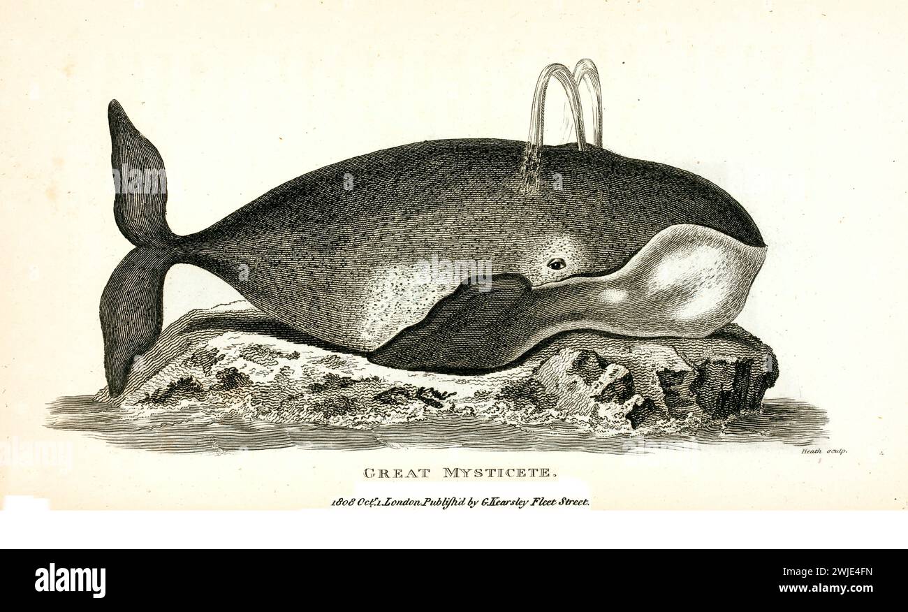 Ancienne illustration gravée de Grand Mysticète. Créé par George Shaw, publié dans Zoological lectures, Londres, 1809. Banque D'Images