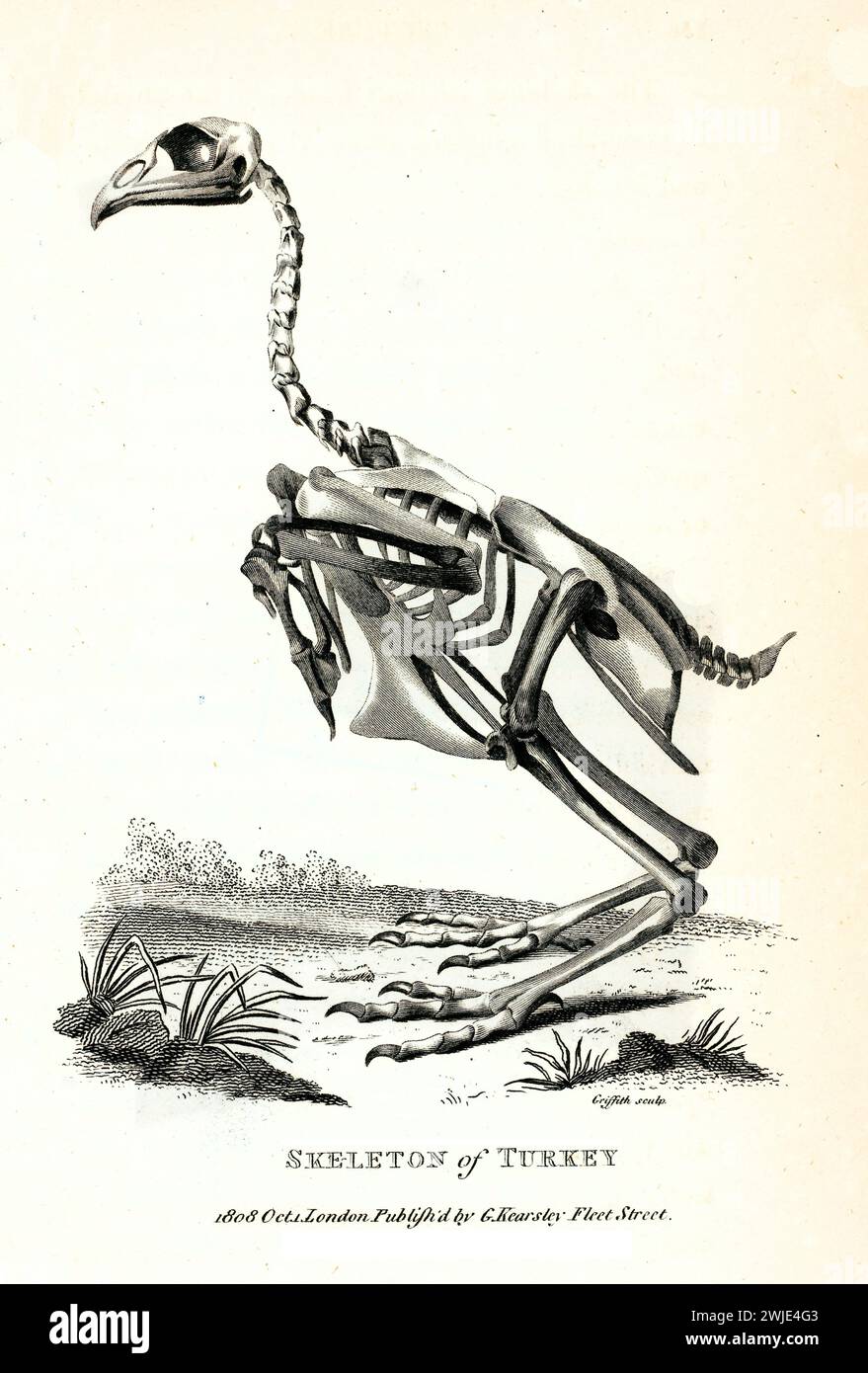 Ancienne illustration gravée du squelette de Turquie. Créé par George Shaw, publié dans Zoological lectures, Londres, 1809. Banque D'Images