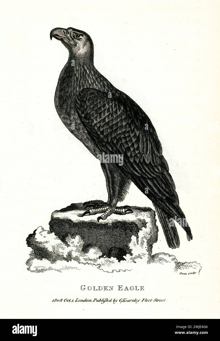Illustration gravée d'un aigle doré fièrement perché sur un rocher. Publié par George Shaw en 1809, gravure fine sur fond blanc. Banque D'Images