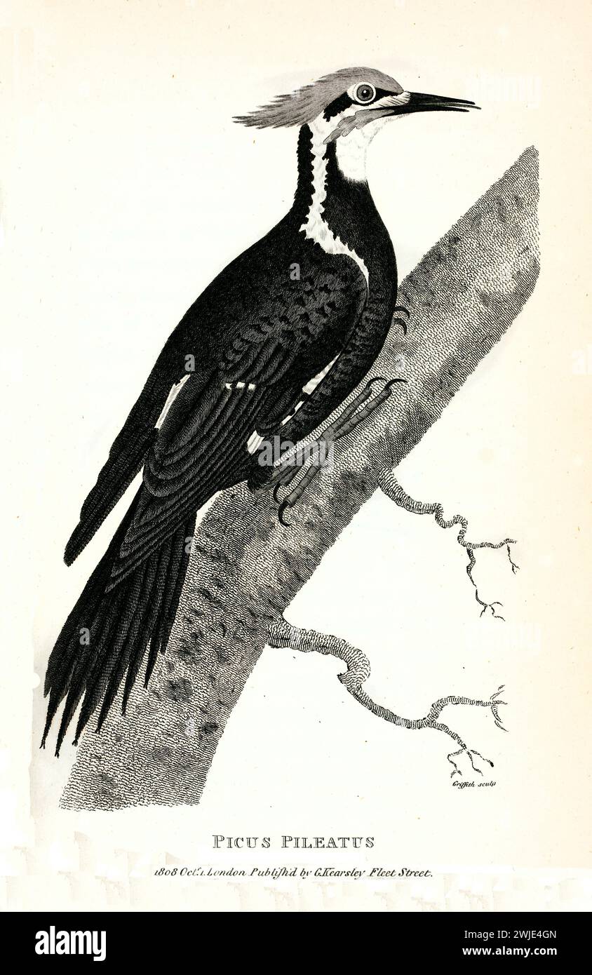 Ancienne gravure de 1809 de Picus Pileatus par George Shaw, montrant le pic perché sur un tronc, réalisée avec une fine gravure en pointillés du XIXe siècle. Banque D'Images