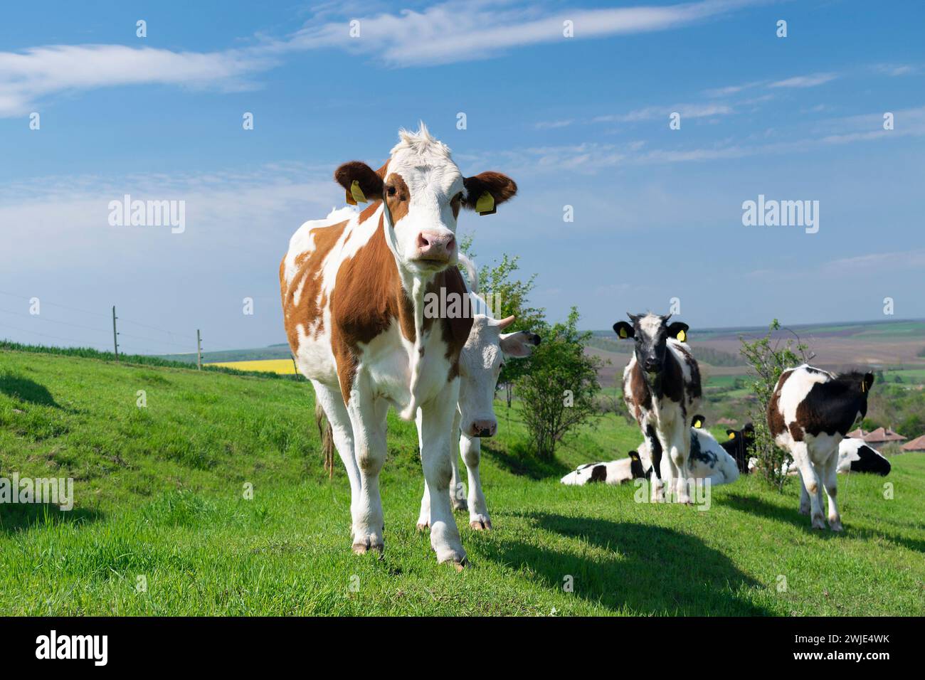 Une curieuse vache laitière debout et pâturant dans les pâturages Banque D'Images