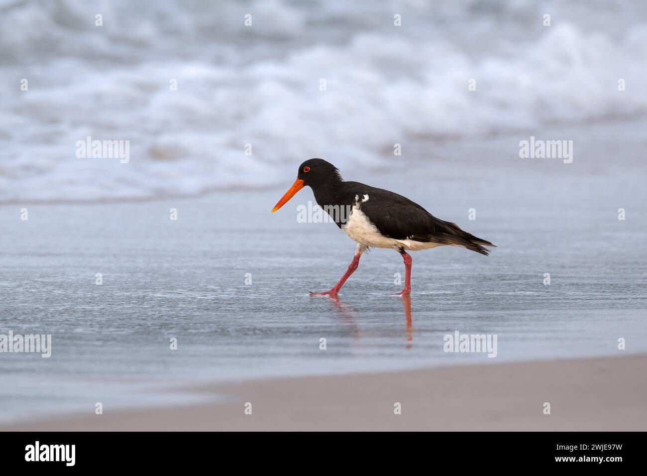 Un attrapeur d'huîtres solitaire se nourrit de crustacés le long de la côte d'une plage du nord à Cairns, Queensland, Australie. Banque D'Images