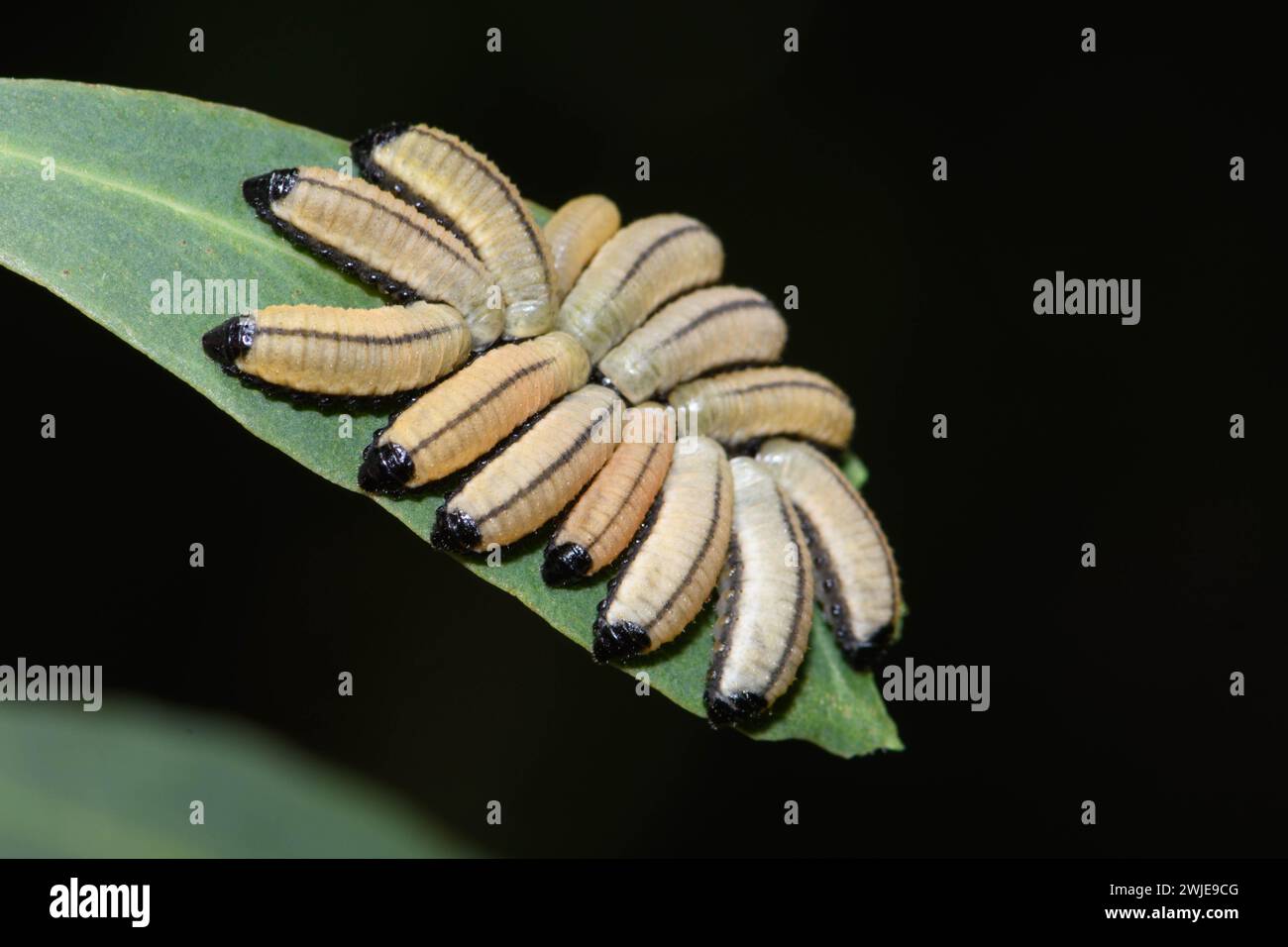 Larves de coléoptères variées d'eucalyptus sur feuille d'eucalyptus. Banque D'Images