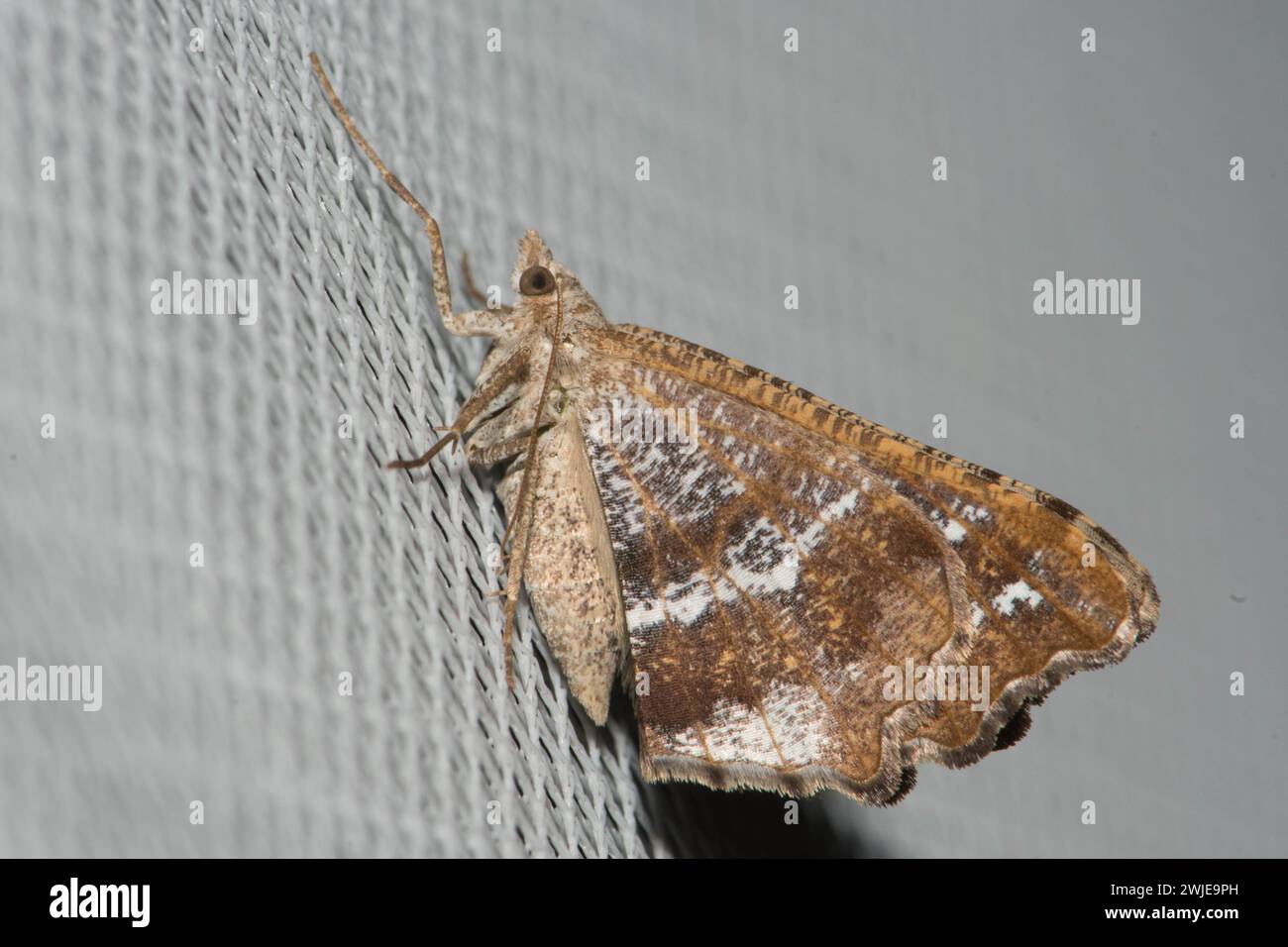 Geometrid pointillé reposant avec les ailes relevées. Banque D'Images