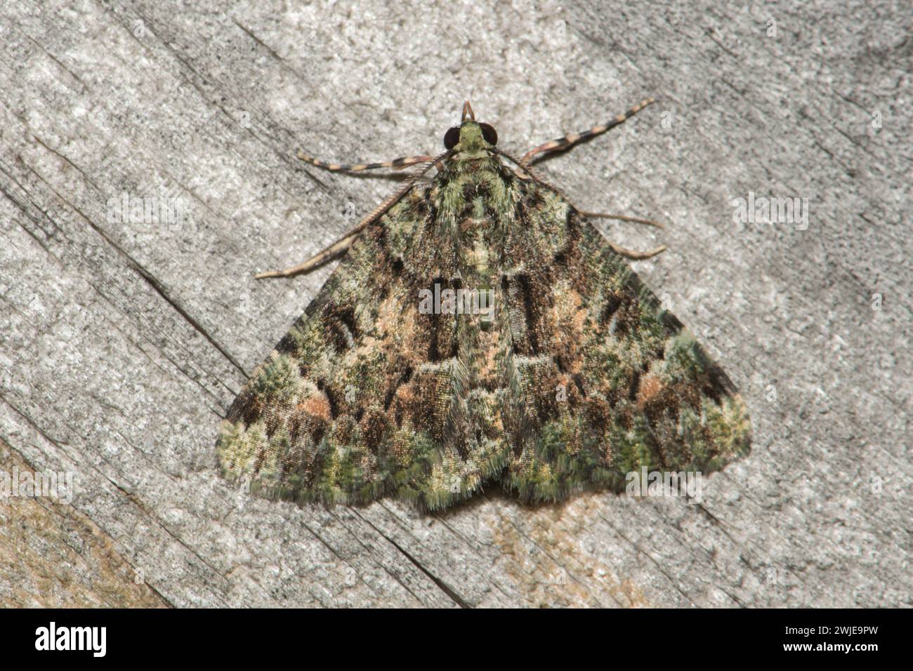 Tea-Tree Emerald Moth. Banque D'Images