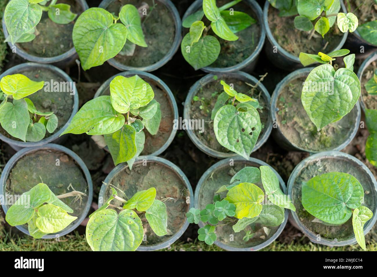 Feuilles de bétel (PAAN) plantes de crampon dans des pots en plastique Banque D'Images