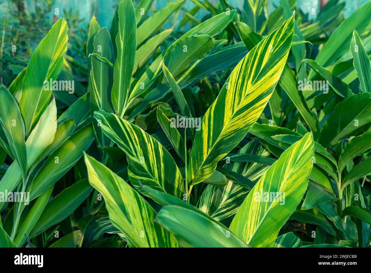 Feuilles rayées de gingembre à coquille panachée Banque D'Images