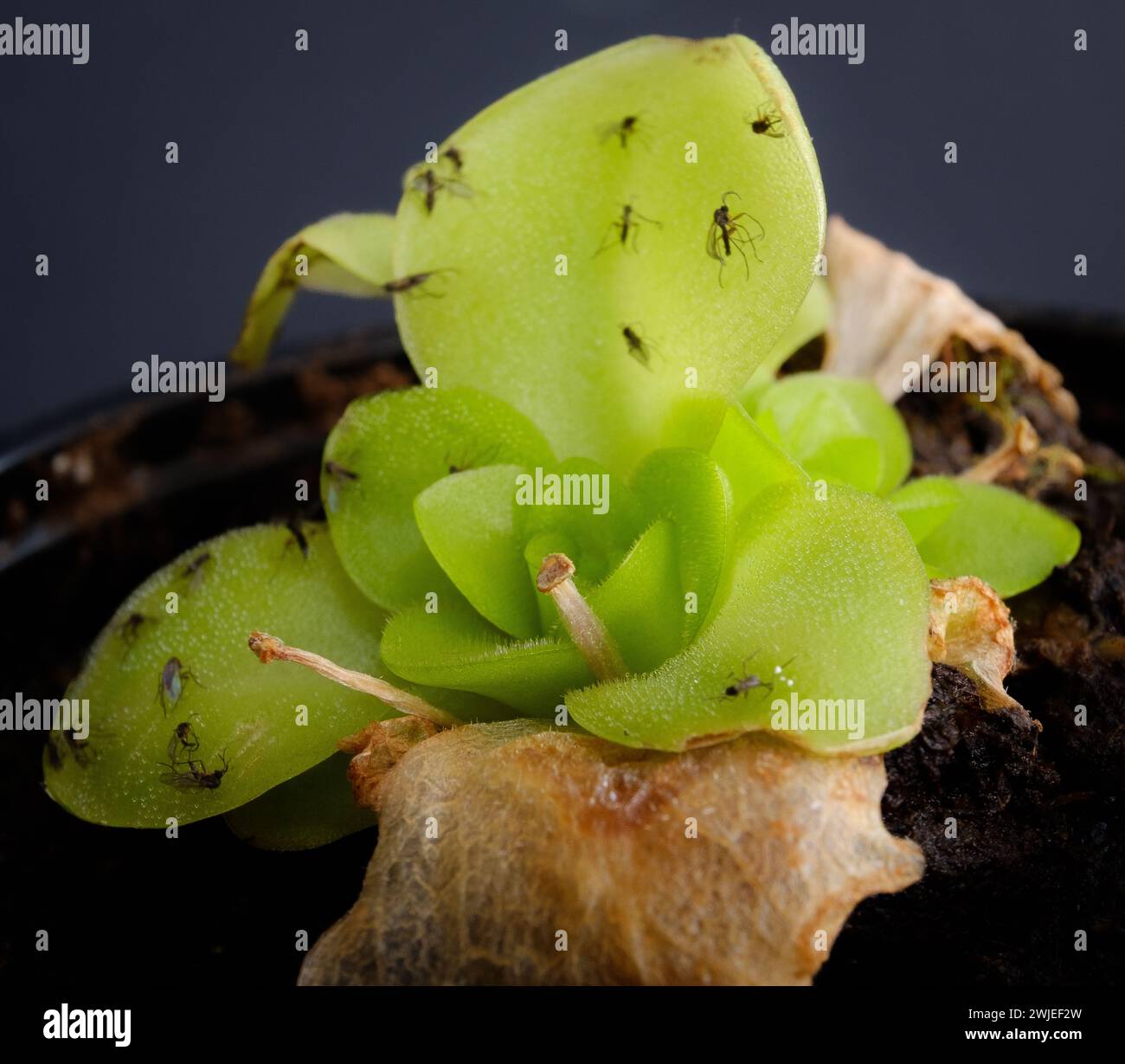 Une Pinguicula Guatemala avec quelques thrips qui ont été pris dans ses feuilles collantes Banque D'Images