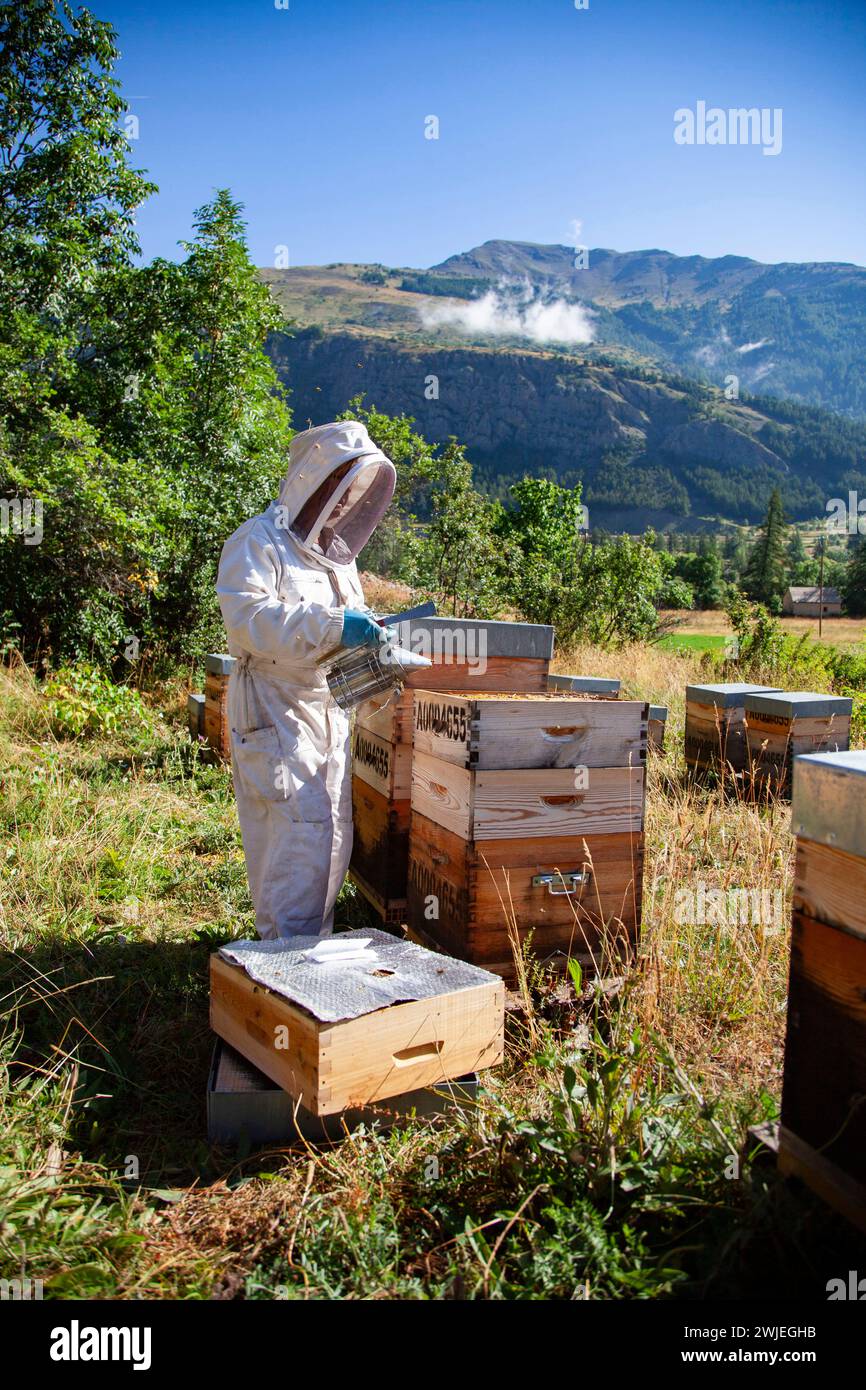 Apiculture à Monetier-les-bains, dans les Alpes-françaises : un apiculteur avec un fumeur d'abeilles devant une ruche ouverte Banque D'Images