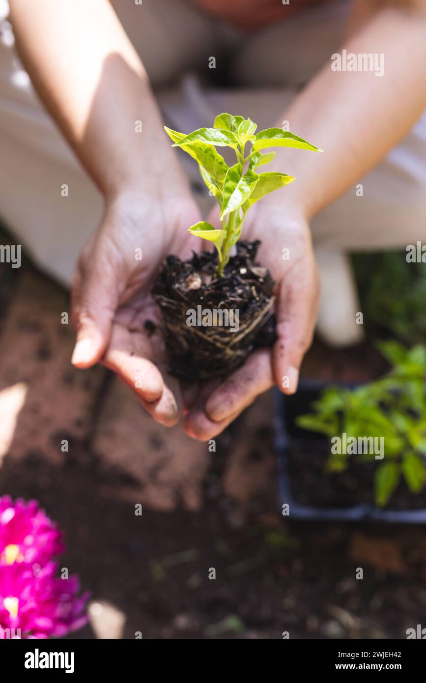 Les mains bercent une jeune plante dans le sol, symbolisant la croissance et les soins Banque D'Images