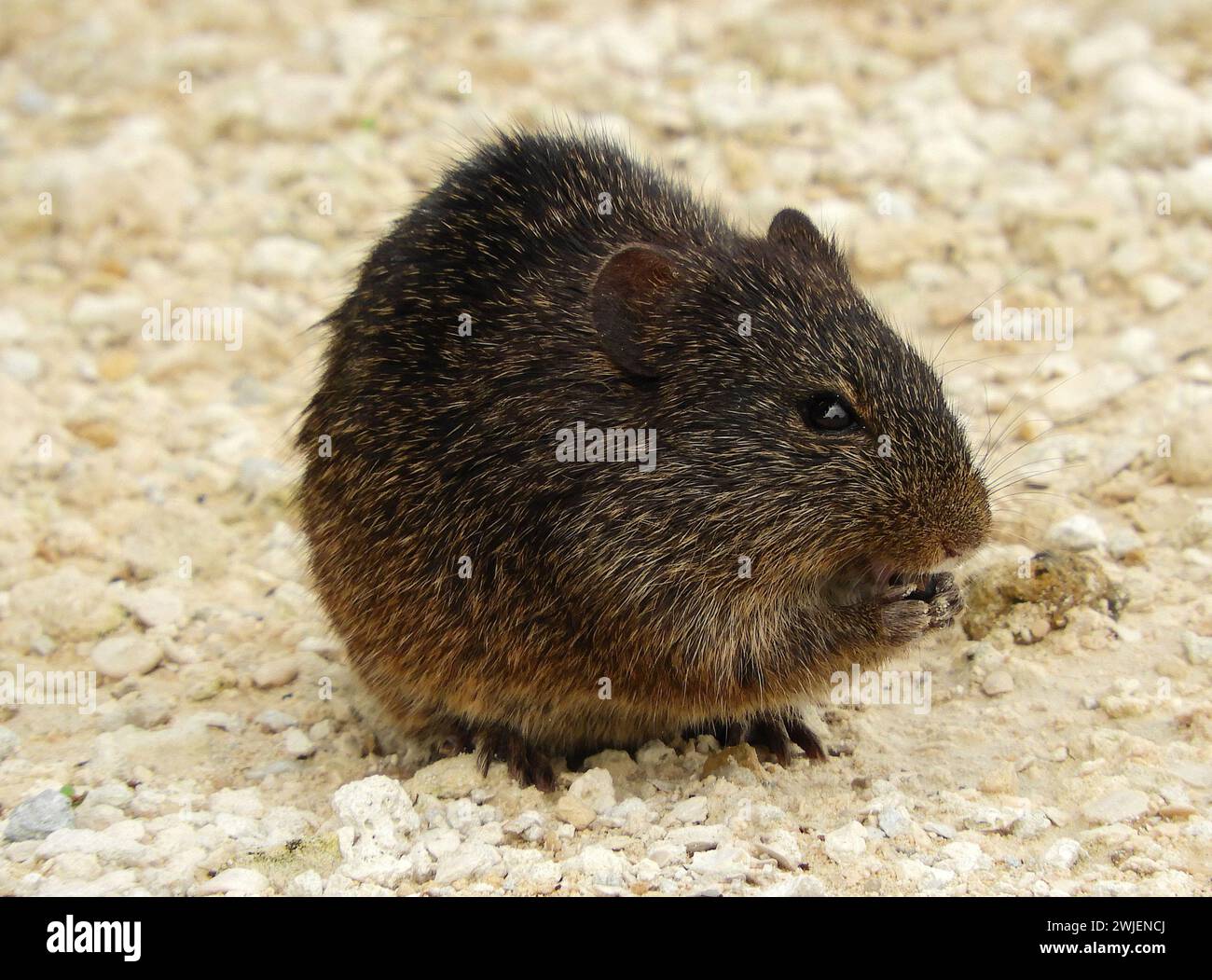 gros plan d'un rat de coton mignon près de st. phare de mark à st. refuge national de mark dans le comté de wakulla, dans le nord de la floride Banque D'Images