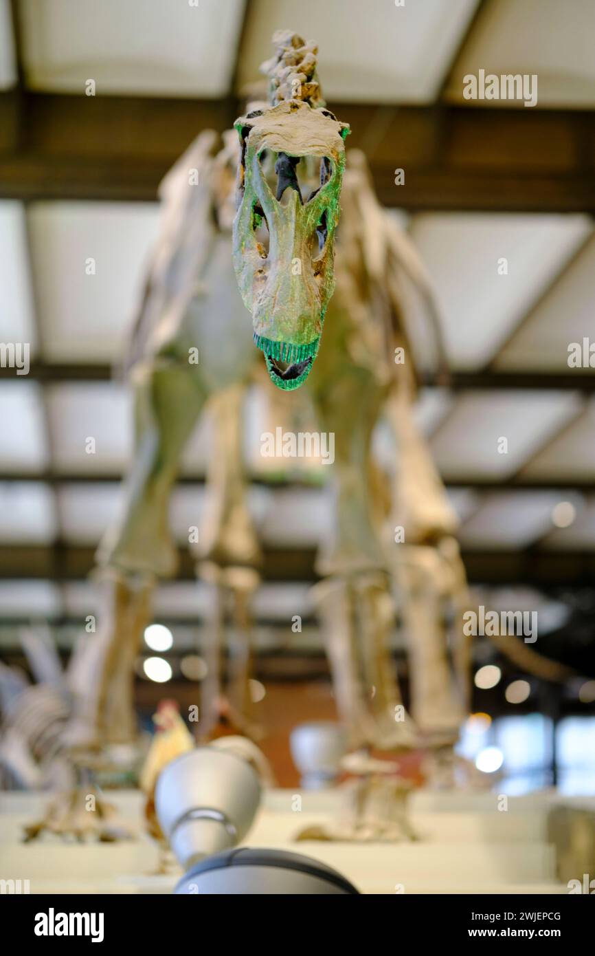Belgique, Bruxelles : Institut royal belge des sciences naturelles. La Galerie des dinosaures. Squelette d'un Sauropode Banque D'Images