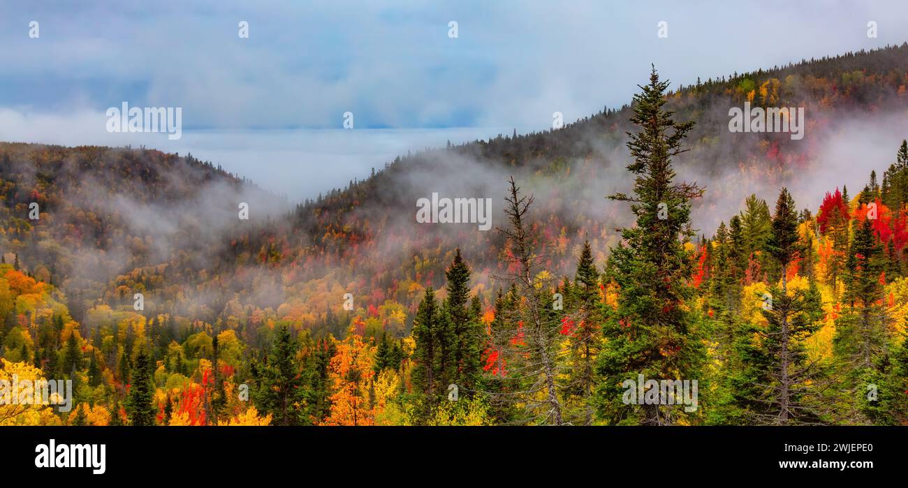 Arbres colorés en saison d'automne sur la côte est de l'océan Atlantique. Nouveau-Brunswick, Canada. Banque D'Images