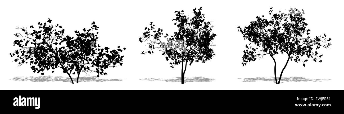Ensemble ou collection d'arbres Magnolia Flowers comme une silhouette noire sur fond blanc. Concept ou illustration conceptuelle 3D pour nature, planète, ecolo Banque D'Images